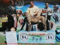 In Memorian - Fila Brasileiro Tigrado - Canil Singular - Podiuns